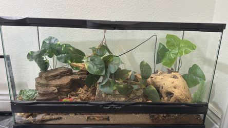Lizard tank