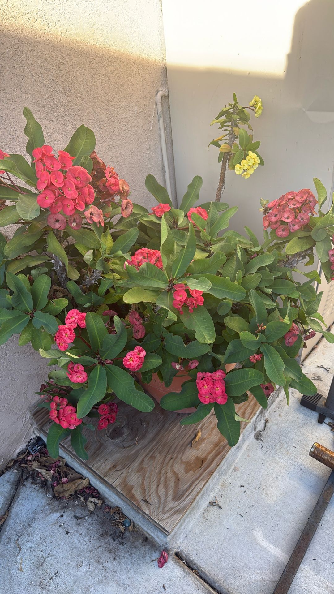 Large Outdoor Plants