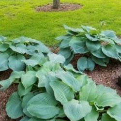 Giant Ripple Hosta, Live Plant