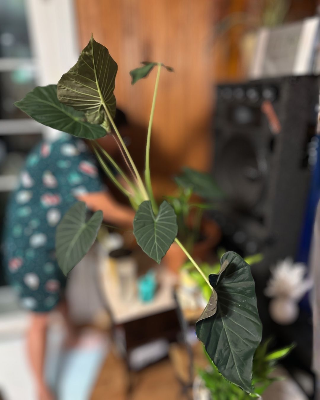 Alocasia Regal shield 