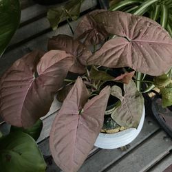 Hermosa Planta 🪴 Natural $6
