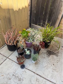 PLANT BUNDLE