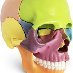 2024 New Anatomy Skull Model 15 Parts Human Anatomy Exploded Skull Detachable Palm-Sized Mini Human Color Medical Skull Model,Medical Dental Clinic Te