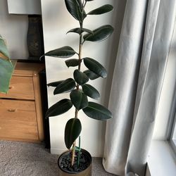 4.5ft Rubber Plant (Ficus Elastica ‘Burgundy’) with Gold Planter - Healthy & Growing