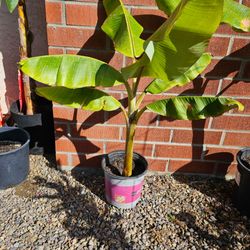 Banana Plant