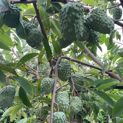 African Pride Atemoya Fruit Tree