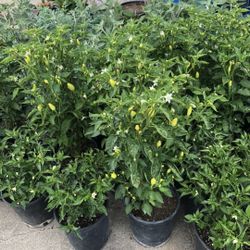 For Sale Chile Tabasco Black Cobra Manzano 