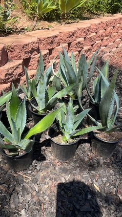 Agave