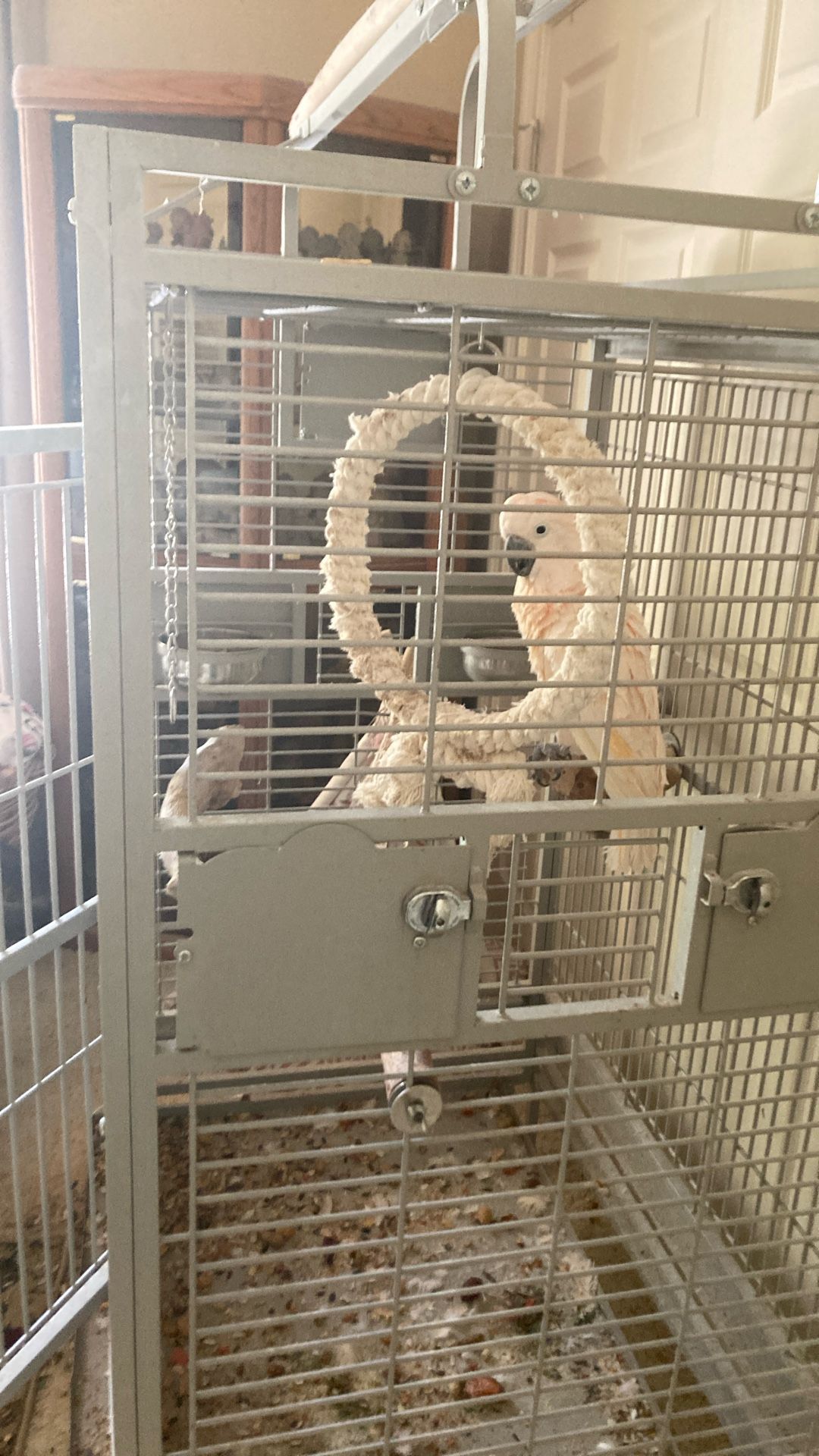 Peach Malikin Cockatoo Cage And Accessories