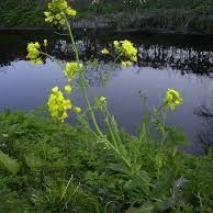Field Mustard Seeds