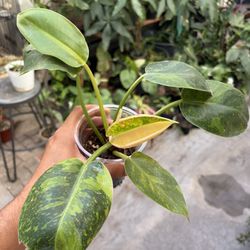 Philodendron Green Congo Variegated 