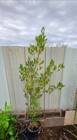 Hopseed bush