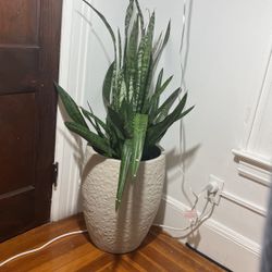 Large Snake plant W/ Tall Pot