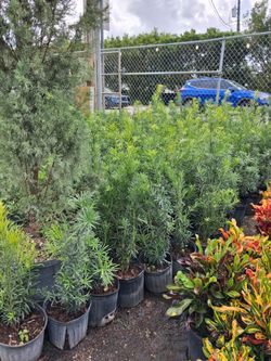 Podocarpus privacy hedges on sale $6
