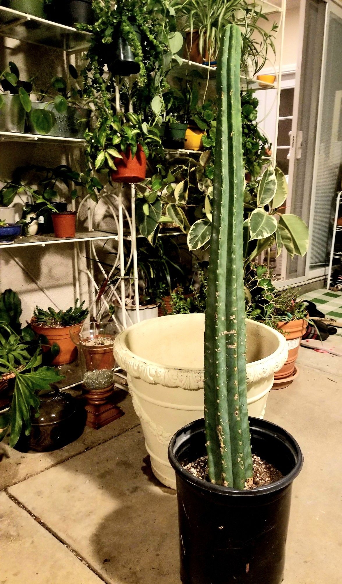 San pedro cactus