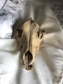 Coyote Skull