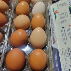 Fresh Eggs Free Range Fertilized And Unwashed