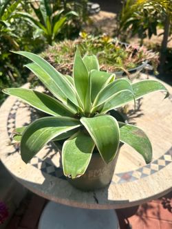 Agave