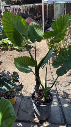 Alocasia