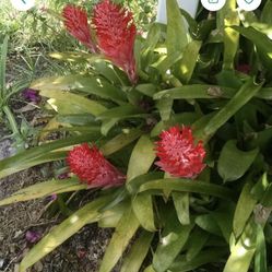 BROMELIAD PLANTS FOR SALE IN LARGO $3 EACH