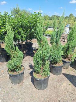 Spiral juniper