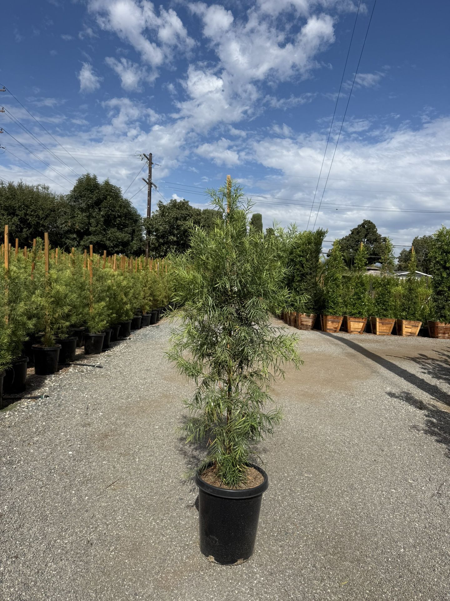 Fern Pine Privacy Hedge