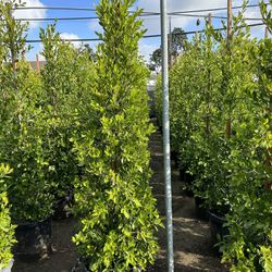 Ficus Nitida Indian Laurel Privacy Hedge
