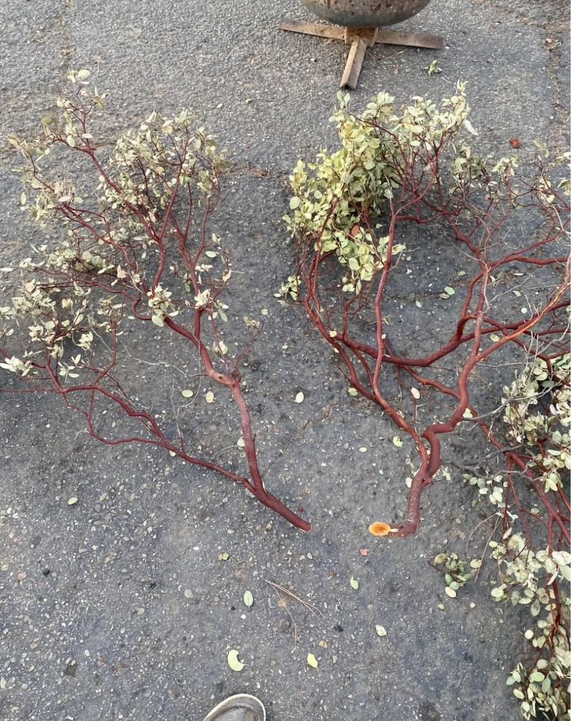 Manzanita Branches 