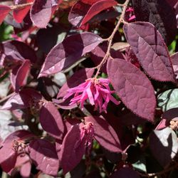 10 Year Old Chinese fringe flower Loropetalum Shrub Bush Tree Plant