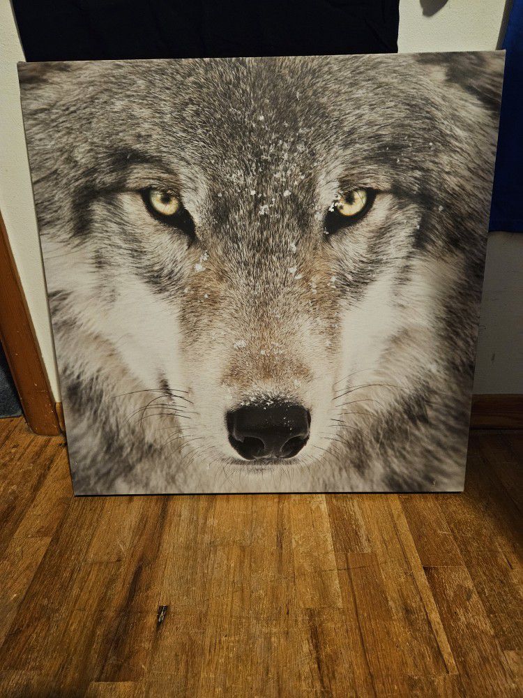 Big Wolf Picture 