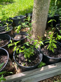 Pomegranate Seedlings