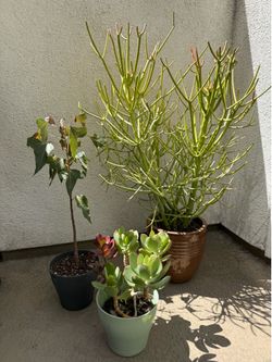 Plants Bundle of 3 (All)