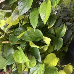 Jessenia Pothos Cutting