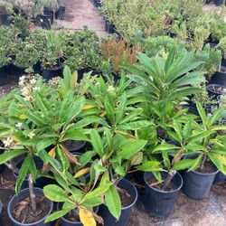 Plumaria plants