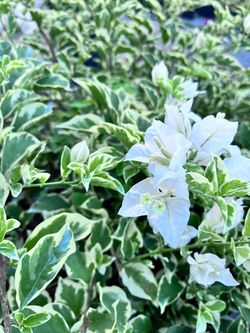 Variegated white bougainvilleas