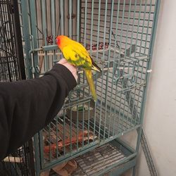 Parrot Cage/ Bird Cage