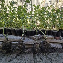 Fava Bean, $2 each, in 9 ounce cup. Or $35 for 20 beans.