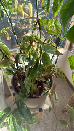 Flowering begonia