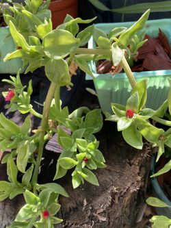 Ice Plant Cactus Baby Sun Rose