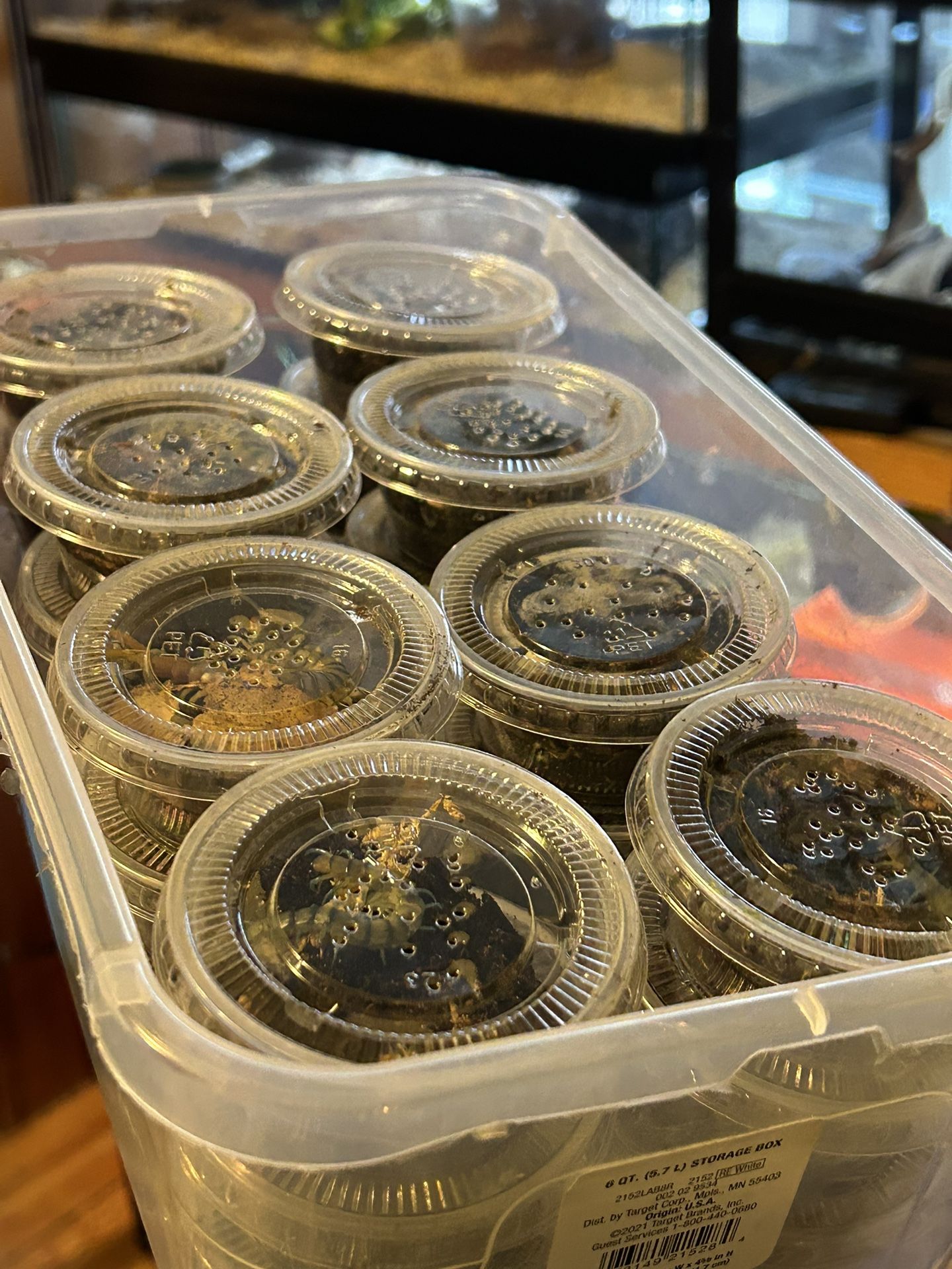 Blue Tiger Centipede Tanks