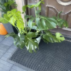 Monstera Plant In Nice Pot