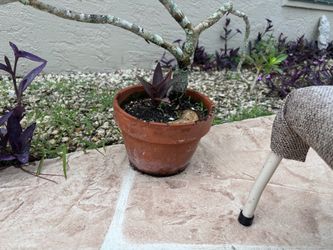 Terracotta Pot with Small Plant