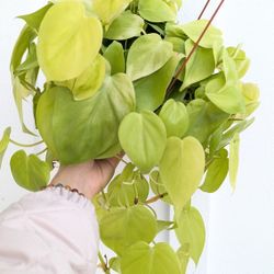 Philodendron Cordatum Neon Plant 6" Pot - Indoor House Plants 