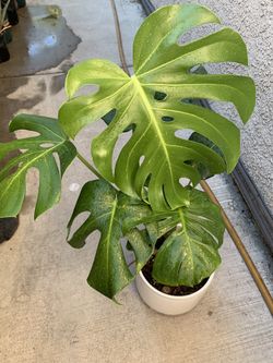 Big Monstera Delisiosa Plants 🪴