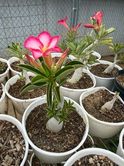 Desert Roses