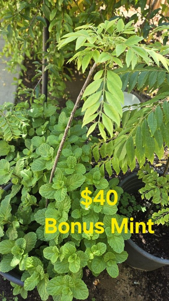 Curry Leaf Plants For Sale