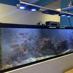 90 Gallon Reef Tank