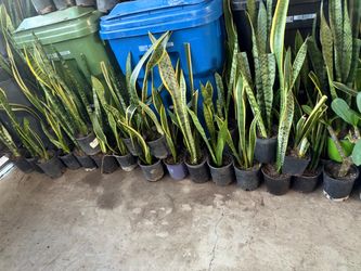 Snake plant