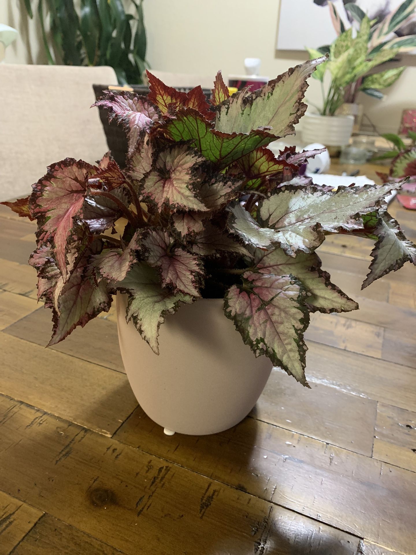 Begonia 'Harmony's Fire Woman