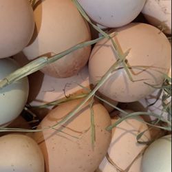 Farm Fresh Free Rang Chicken Eggs